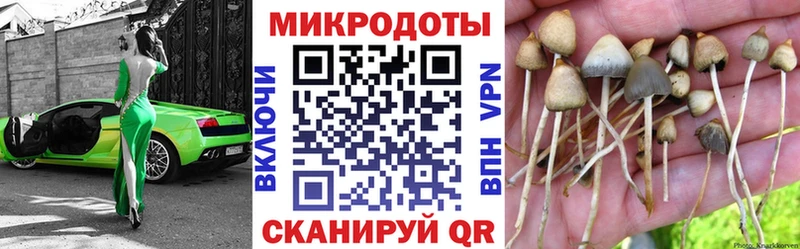 Псилоцибиновые грибы Cubensis  Элиста 